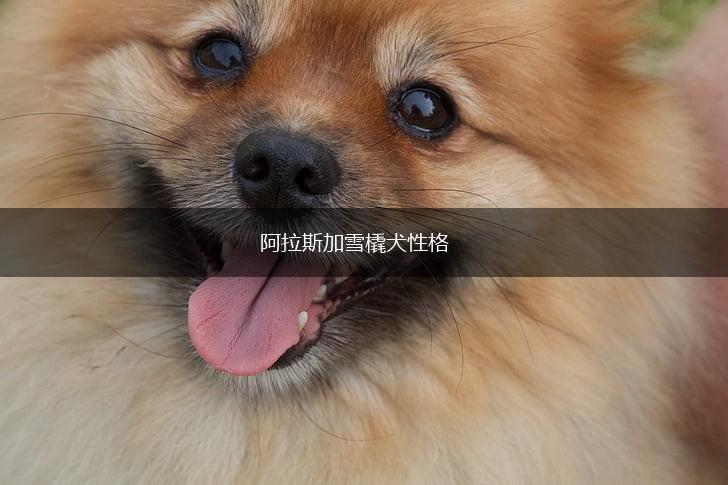 阿拉斯加雪橇犬性格,第1张