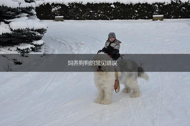 饲养狗狗的常见错误,第1张