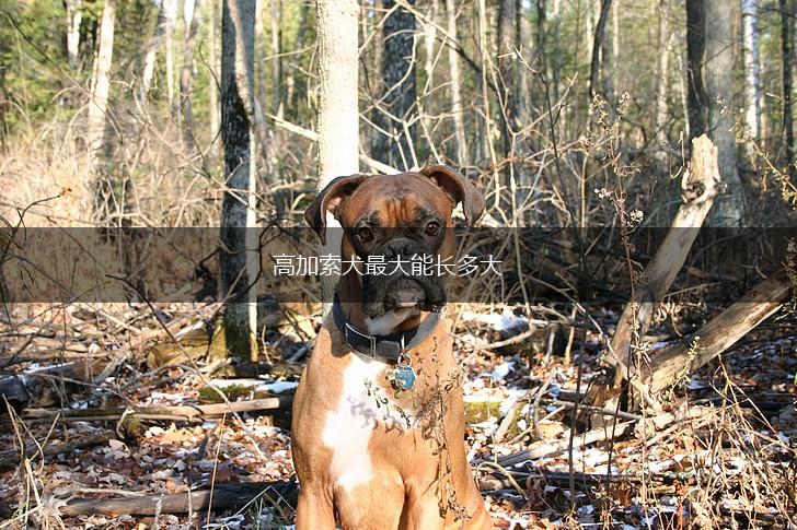 高加索犬最大能长多大,第1张