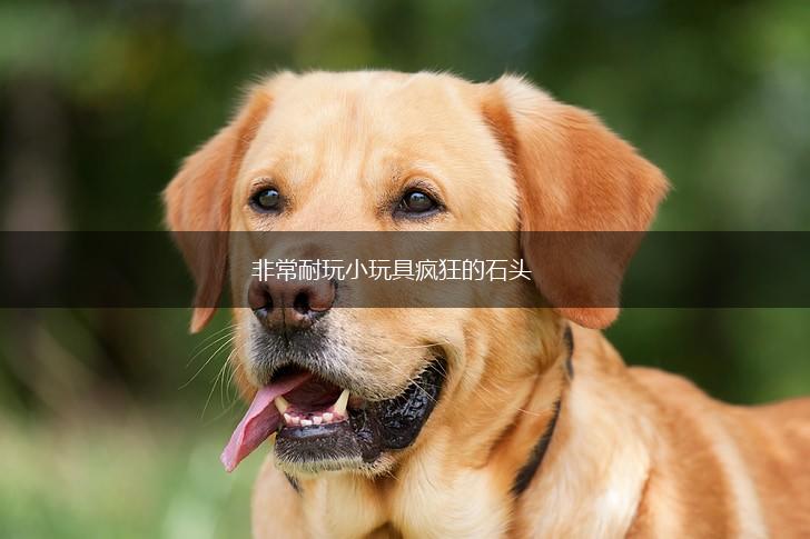 非常耐玩小玩具疯狂的石头,第1张