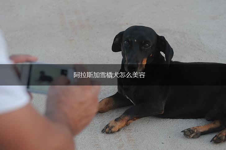 阿拉斯加雪橇犬怎么美容,第1张