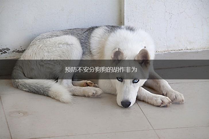 预防不安分狗狗的胡作非为,第1张