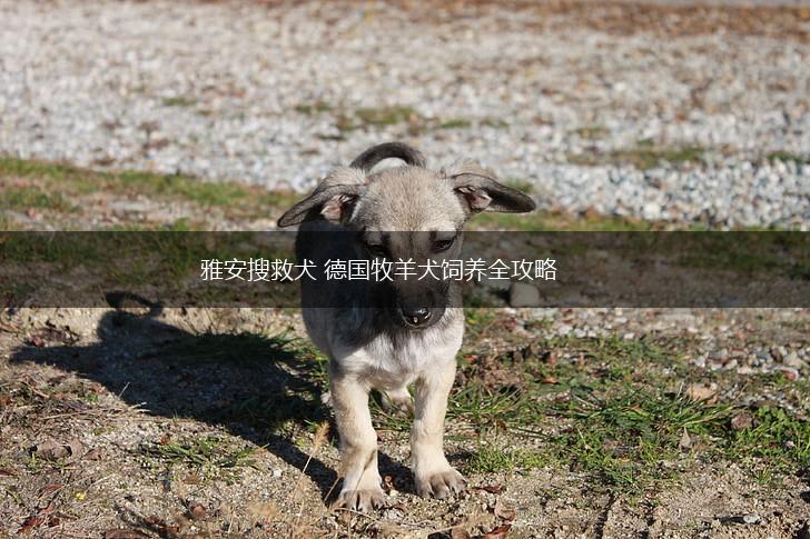雅安搜救犬 德国牧羊犬饲养全攻略,第1张