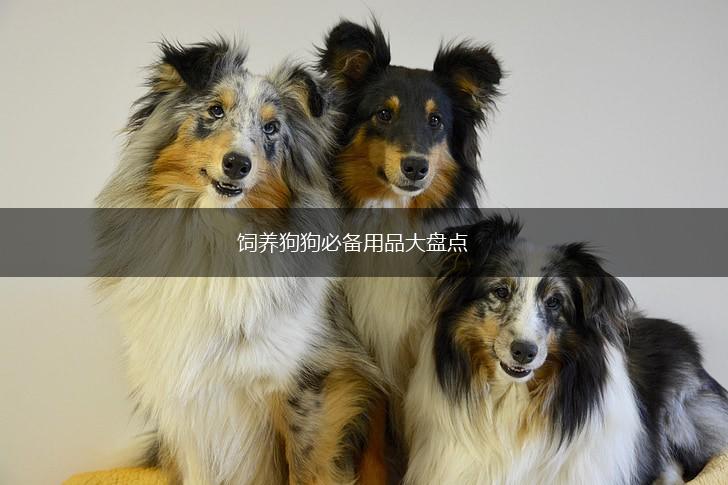 饲养狗狗必备用品大盘点,第1张