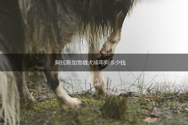 阿拉斯加雪橇犬成年狗多少钱,第1张