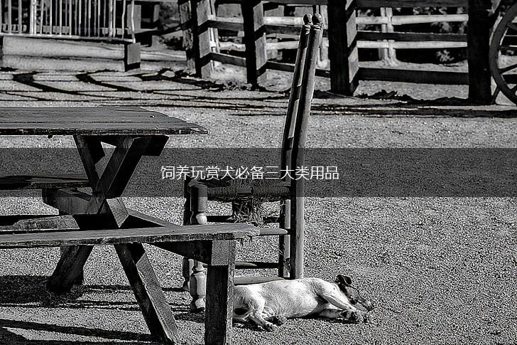 饲养玩赏犬必备三大类用品,第1张