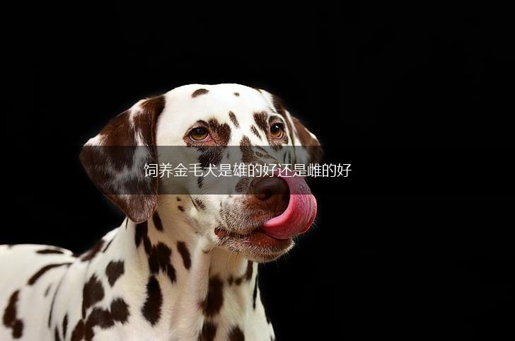 饲养金毛犬是雄的好还是雌的好,第1张