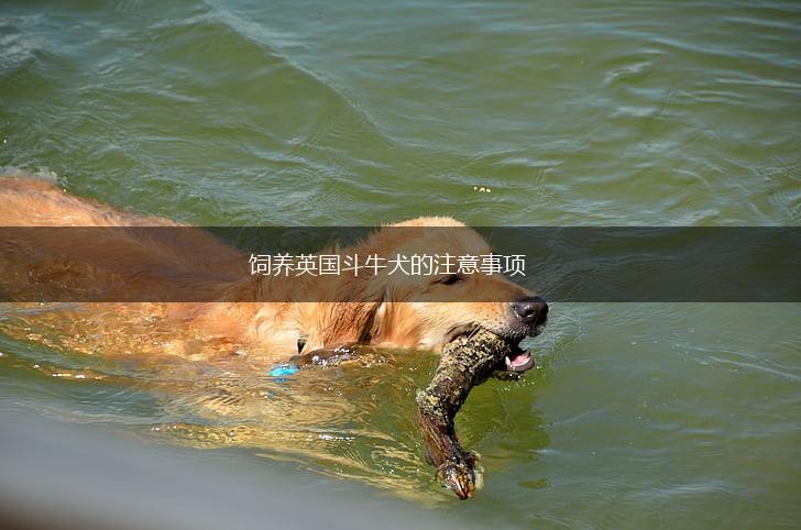 饲养英国斗牛犬的注意事项,第1张