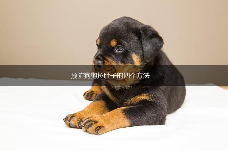 预防狗狗拉肚子的四个方法,第1张