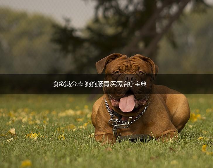 食欲满分态 狗狗肠胃疾病治疗宝典,第1张