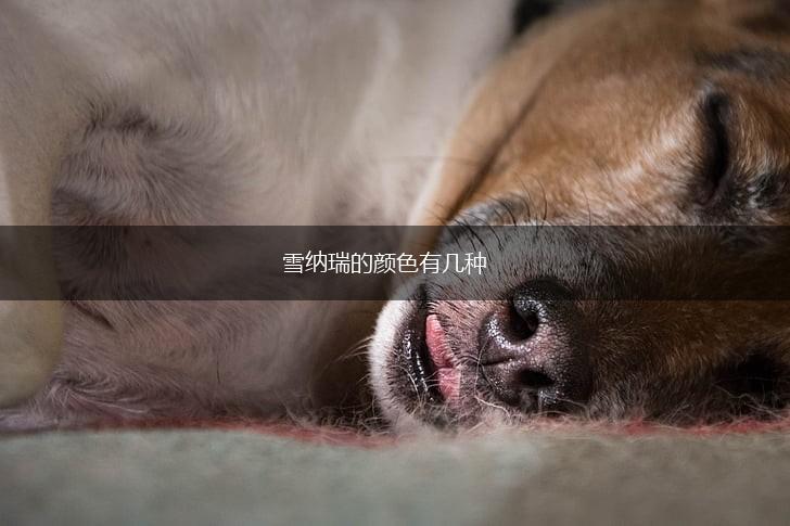 雪纳瑞的颜色有几种,第1张