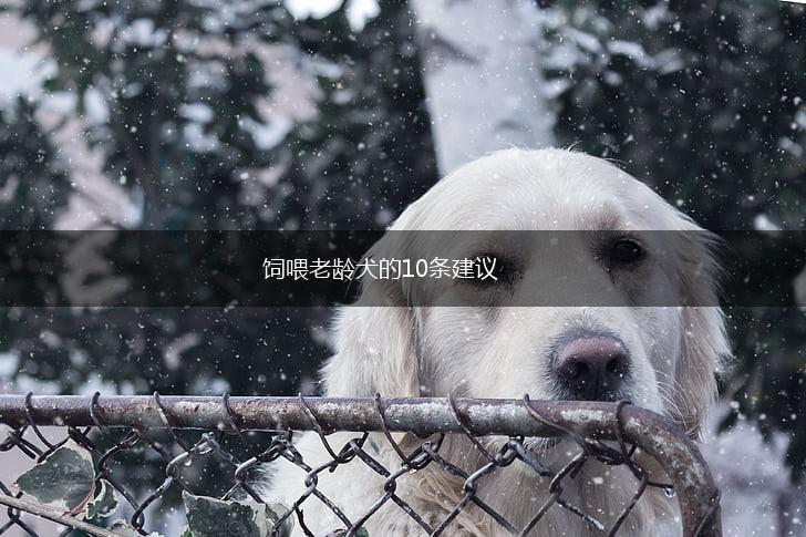 饲喂老龄犬的10条建议,第1张