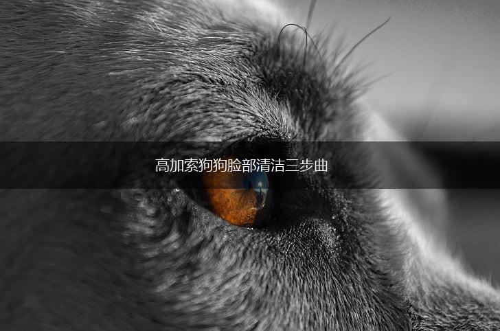 高加索狗狗脸部清洁三步曲,第1张