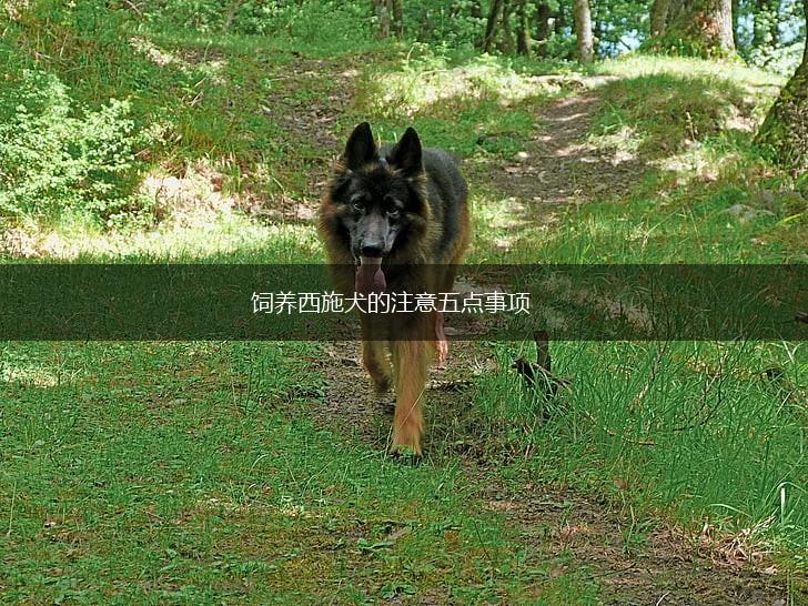 饲养西施犬的注意五点事项,第1张