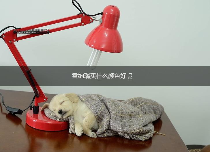 雪纳瑞买什么颜色好呢,第1张