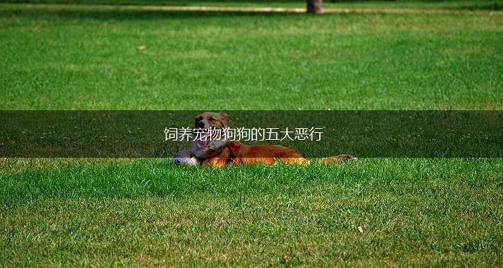 饲养宠物狗狗的五大恶行,第1张