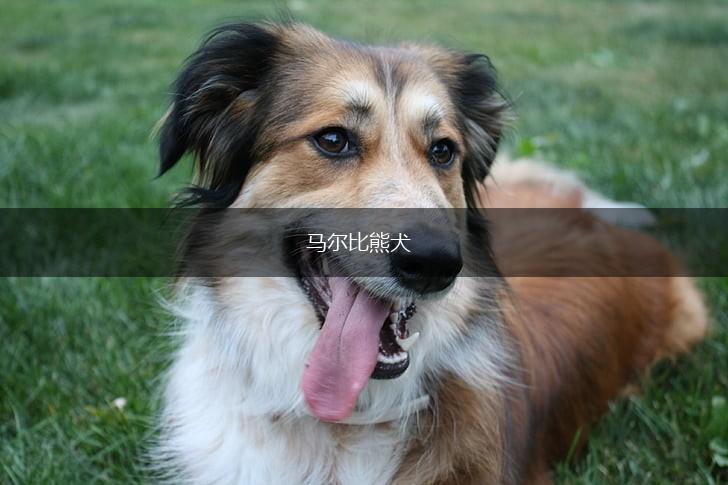 马尔比熊犬,第1张