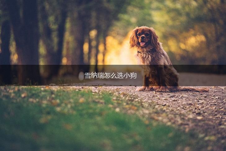 雪纳瑞怎么选小狗,第1张