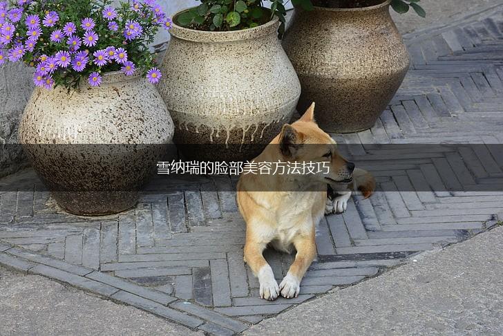 雪纳瑞的脸部美容方法技巧,第1张