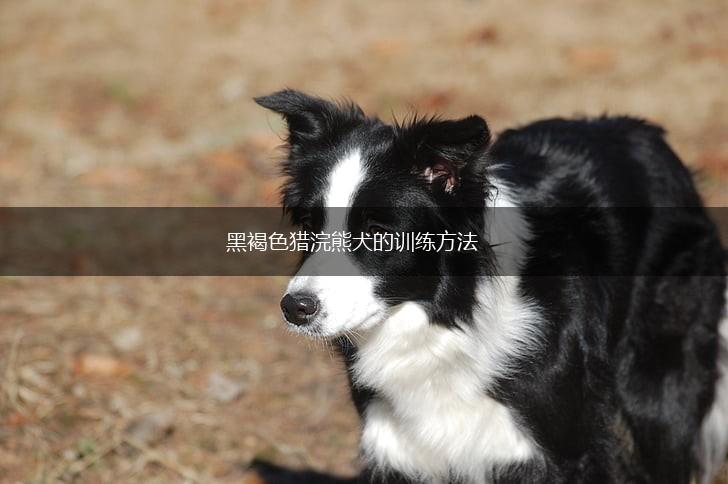 黑褐色猎浣熊犬的训练方法,第1张