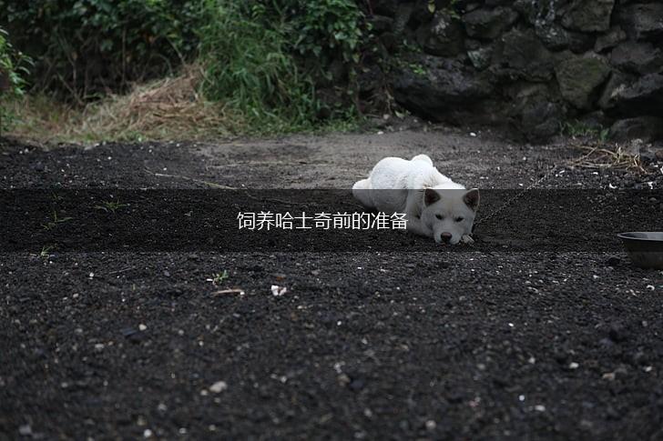 饲养哈士奇前的准备,第1张