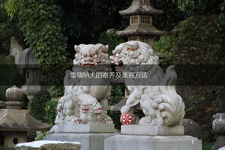 雪瑞纳犬的寄养及美容方法,第1张