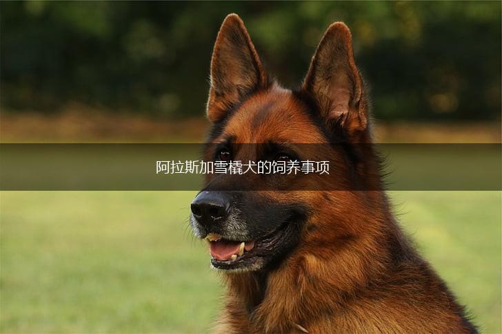 阿拉斯加雪橇犬的饲养事项,第1张