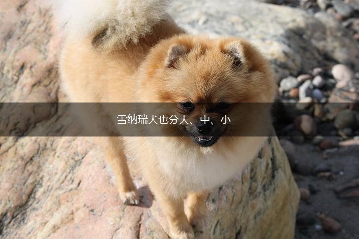 雪纳瑞犬也分大、中、小,第1张