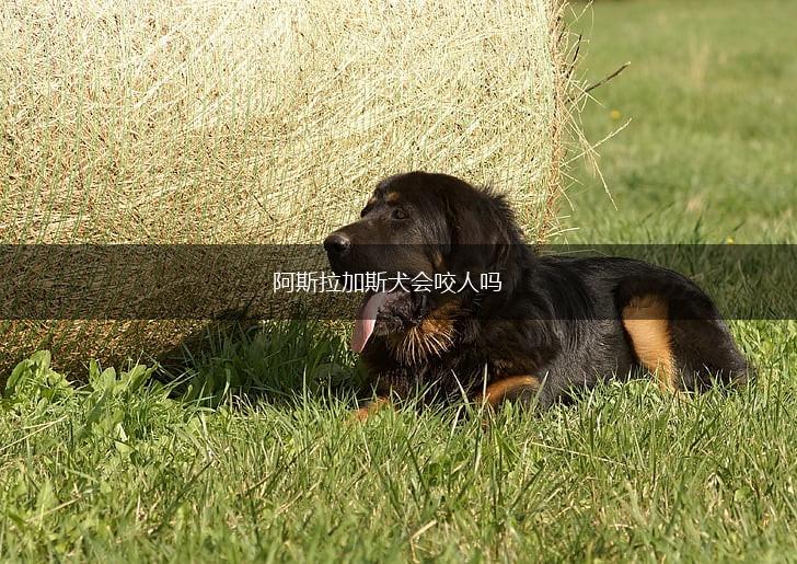 阿斯拉加斯犬会咬人吗,第1张