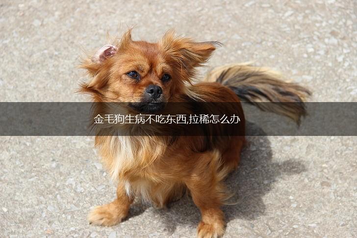 金毛狗生病不吃东西,拉稀怎么办,第1张