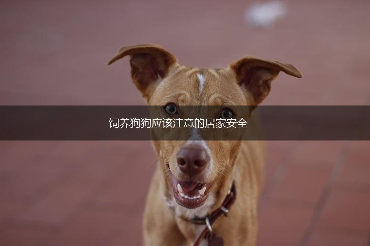 饲养狗狗应该注意的居家安全,第1张
