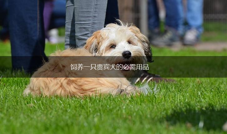 饲养一只贵宾犬的必需用品,第1张