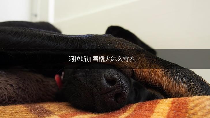 阿拉斯加雪橇犬怎么寄养,第1张