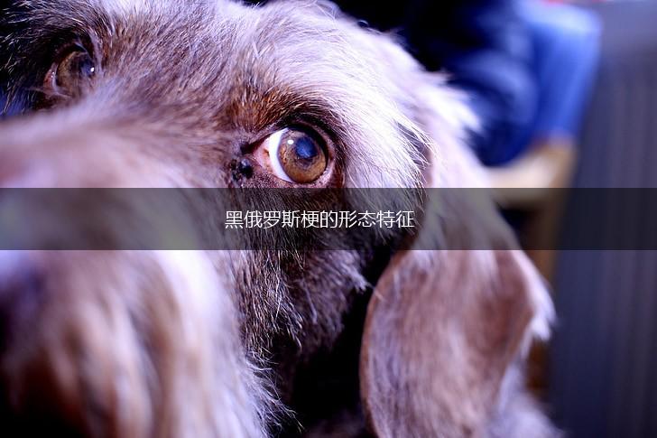 黑俄罗斯梗的形态特征,第1张