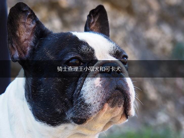 骑士查理王小猎犬和可卡犬,第1张