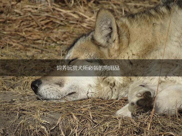饲养玩赏犬所必备的狗用品,第1张