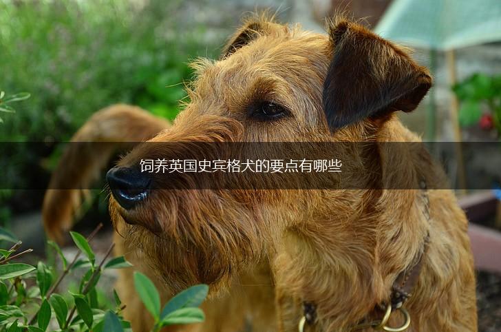 饲养英国史宾格犬的要点有哪些,第1张