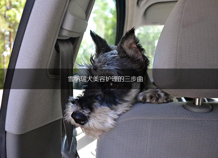 雪纳瑞犬美容护理的三步曲,第1张