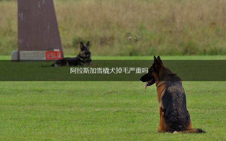 阿拉斯加雪橇犬掉毛严重吗,第1张