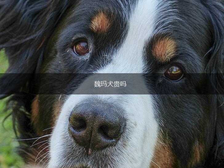 魏玛犬贵吗,第1张