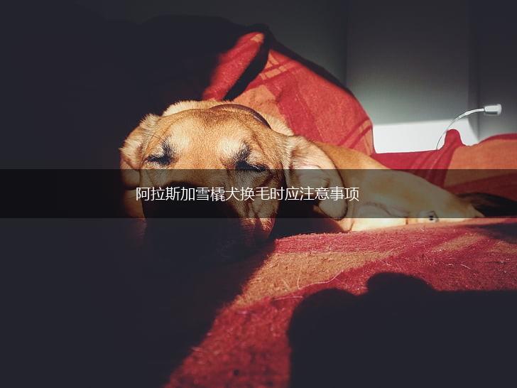 阿拉斯加雪橇犬换毛时应注意事项,第1张