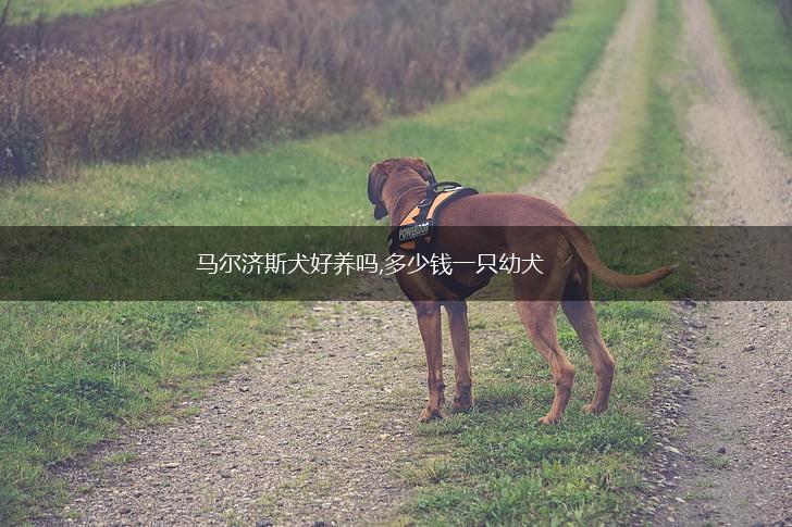 马尔济斯犬好养吗,多少钱一只幼犬,第1张