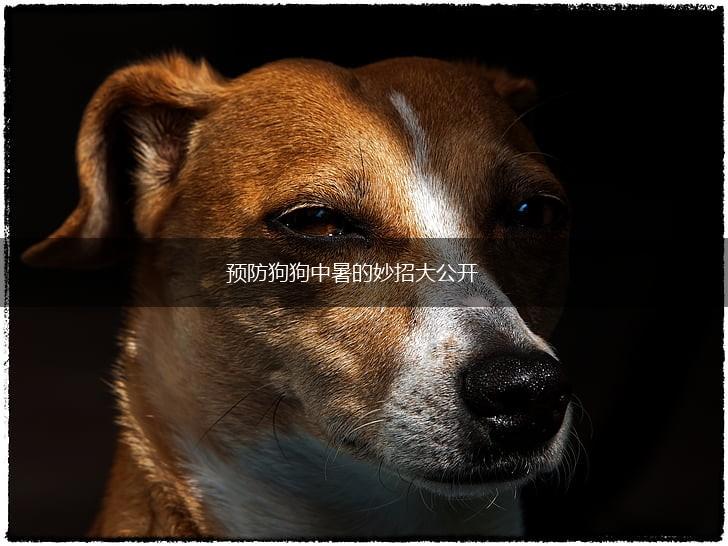预防狗狗中暑的妙招大公开,第1张