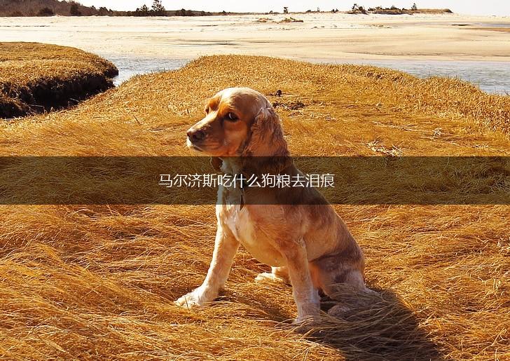 马尔济斯吃什么狗粮去泪痕,第1张