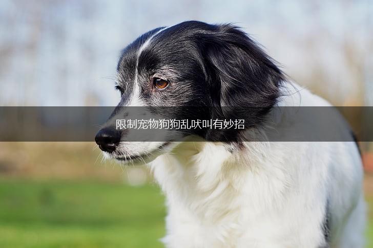 限制宠物狗狗乱吠叫有妙招,第1张