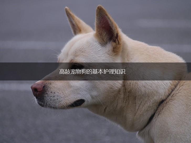 高龄宠物狗的基本护理知识,第1张