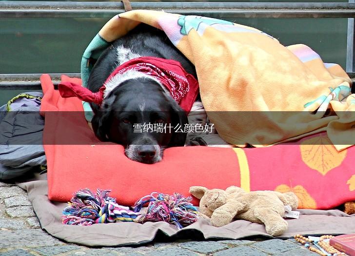 雪纳瑞什么颜色好,第1张