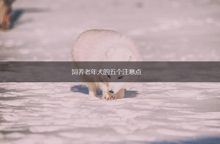 饲养老年犬的五个注意点,第1张