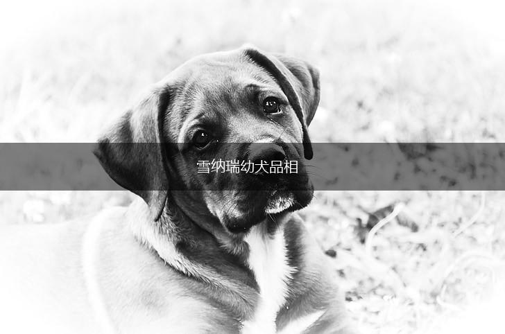 雪纳瑞幼犬品相,第1张