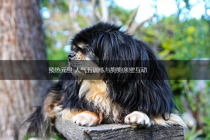 预热元旦 人气五训练与狗狗亲密互动,第1张